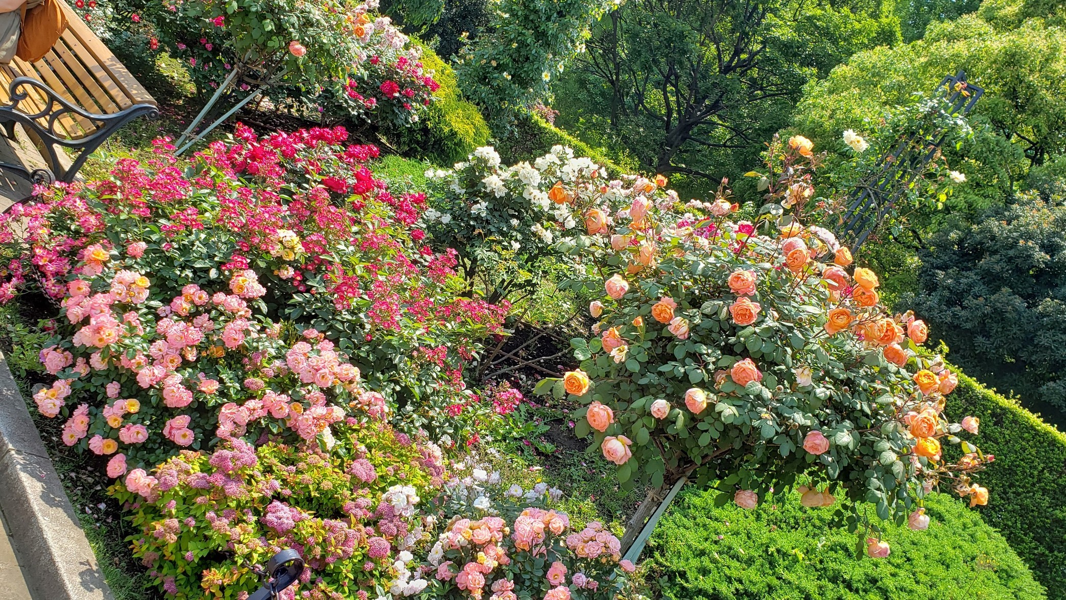 holy-knight�@     Senior Football