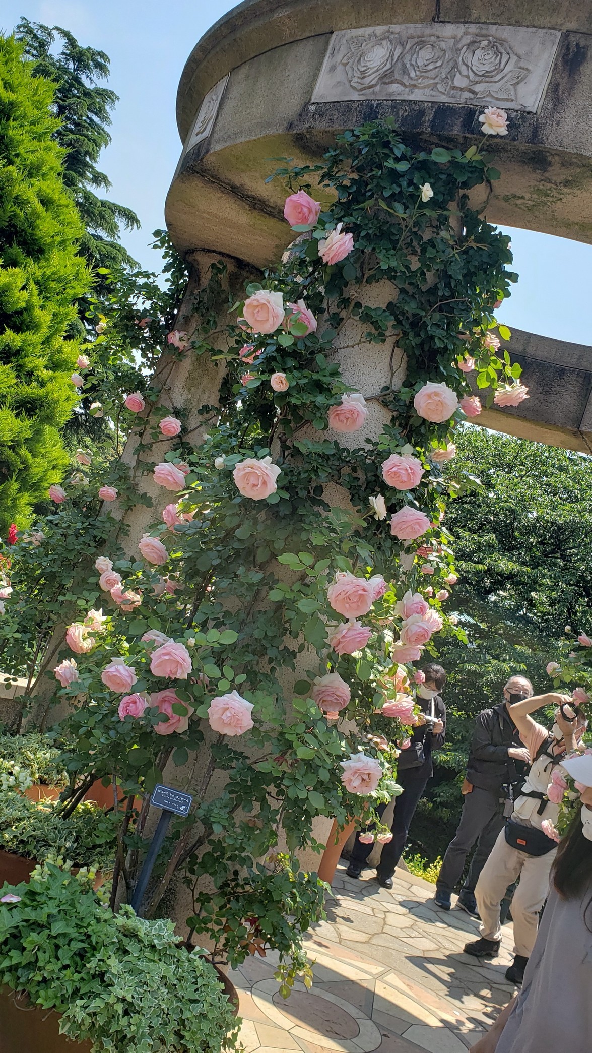 holy-knight�@     Senior Football