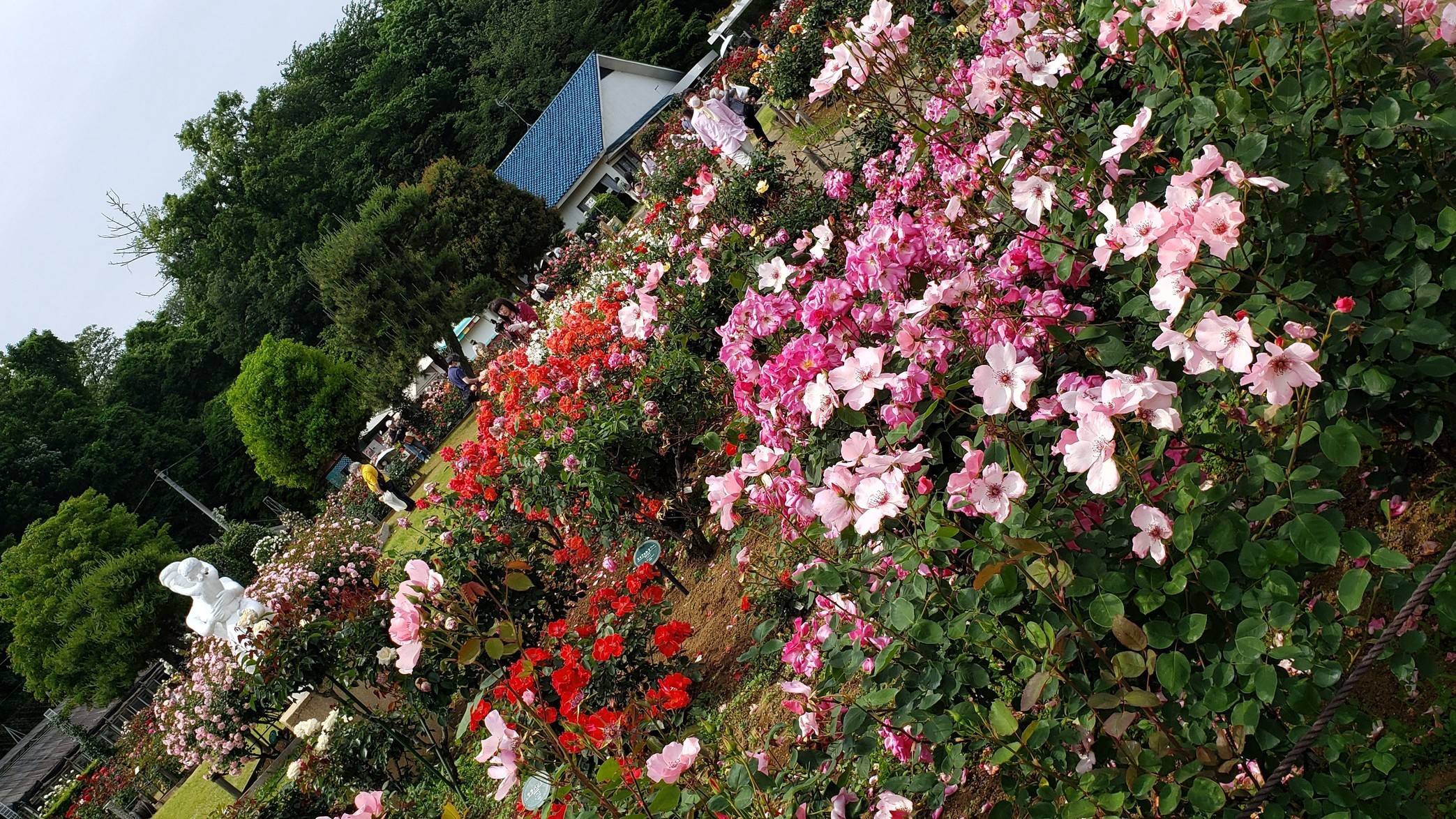 holy-knight�@     Senior Football