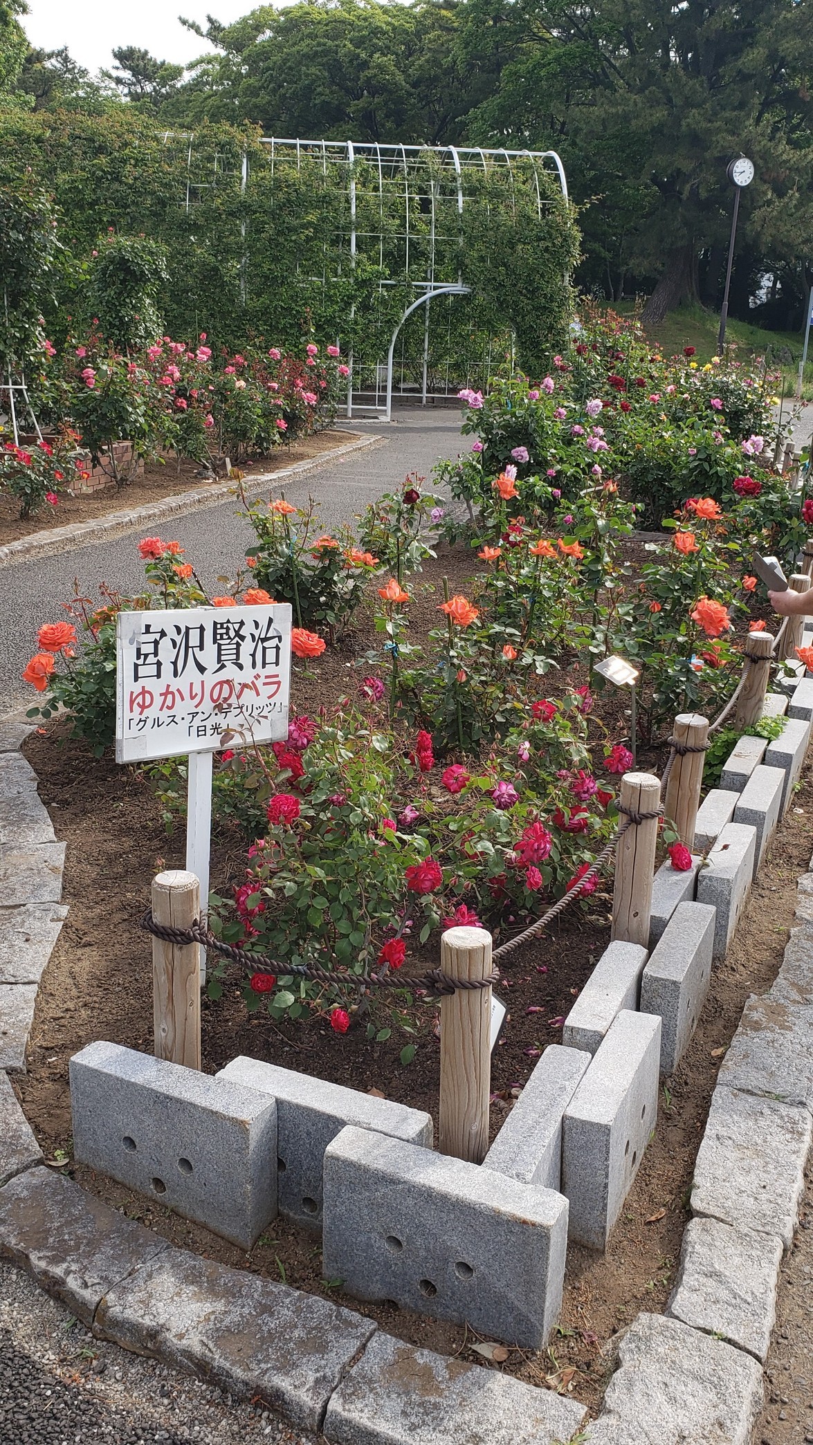 holy-knight�@     Senior Football