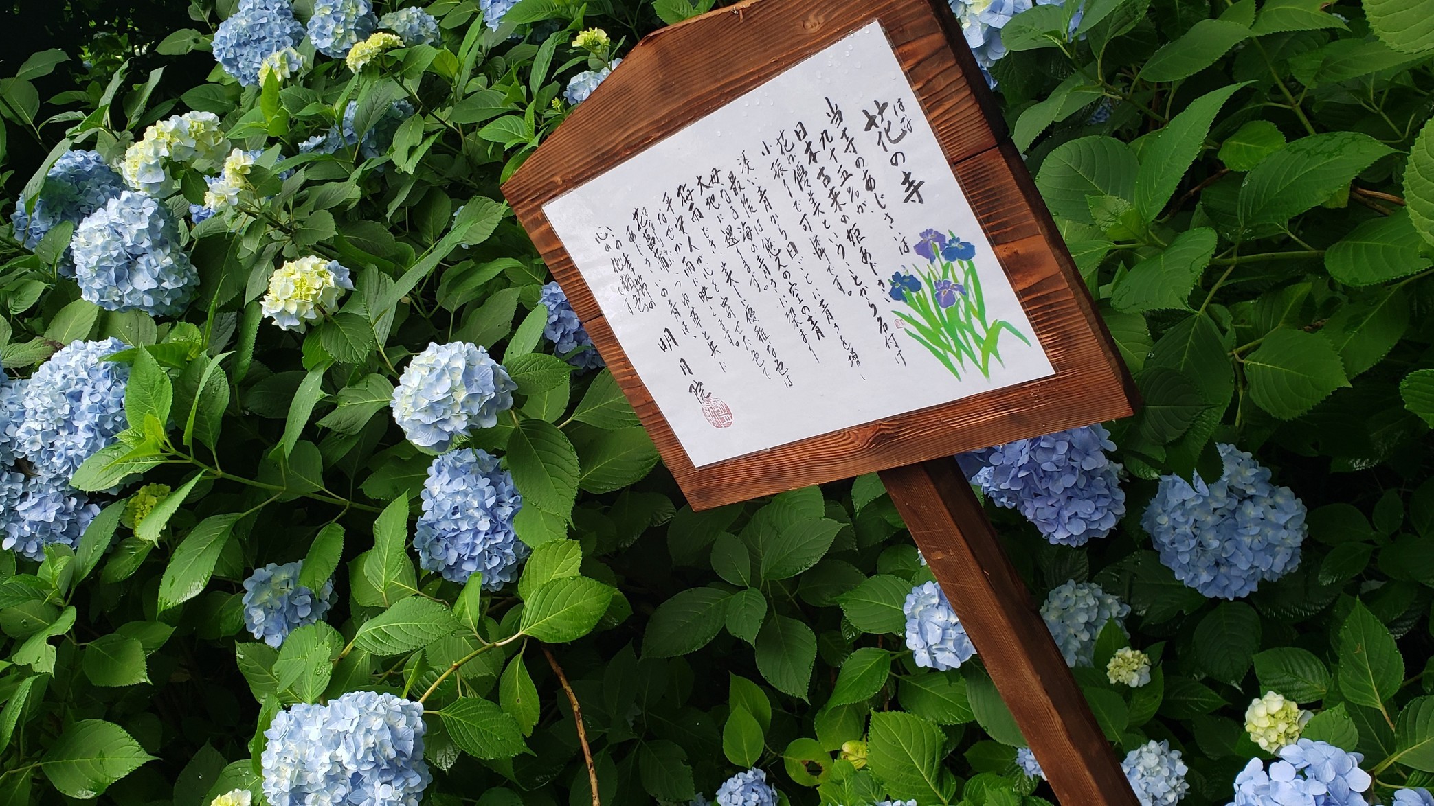 holy-knight�@     Senior Football