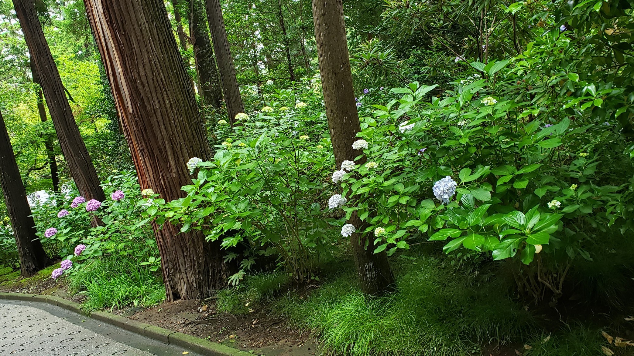 holy-knight�@     Senior Football