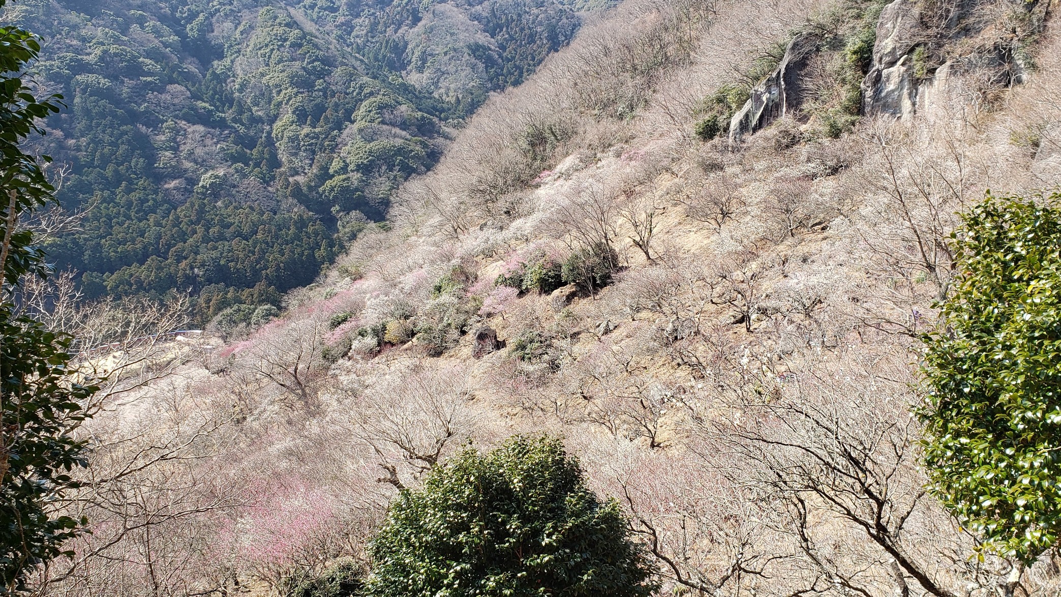 holy-knight�@     Senior Football