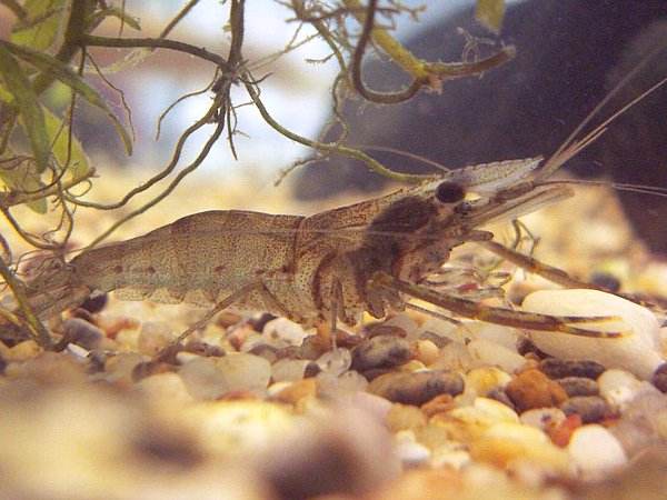 �̂́A���̉��q���܁I