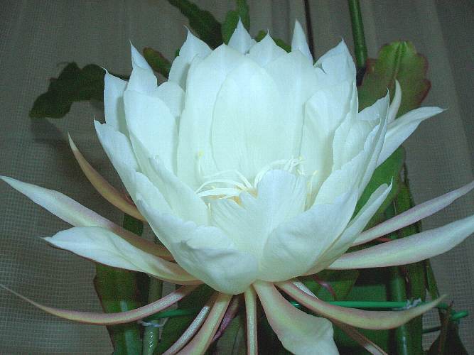 �̂́A���̉��q���܁I