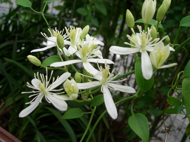 �̂́A���̉��q���܁I