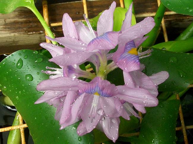 �̂́A���̉��q���܁I