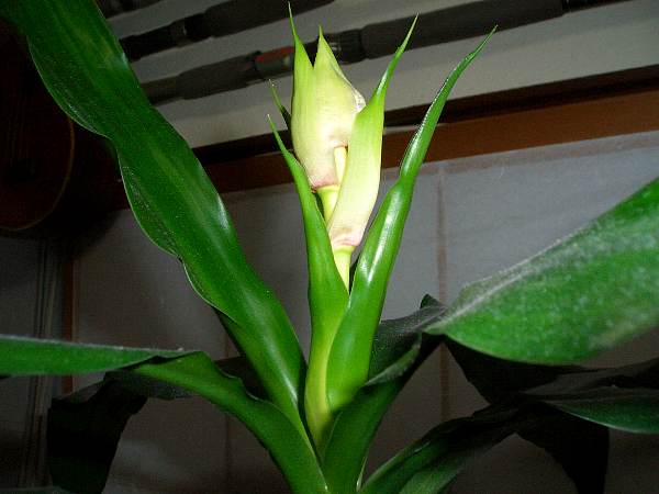 �̂́A���̉��q���܁I