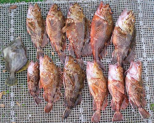 �̂́A���̉��q���܁I