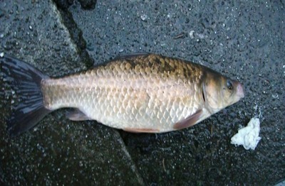 �����Ȃ����`�@�`TEAM�@G1�ENPO�`