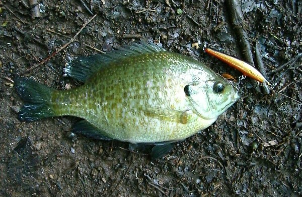 �����Ȃ����`�@�`TEAM�@G1�ENPO�`