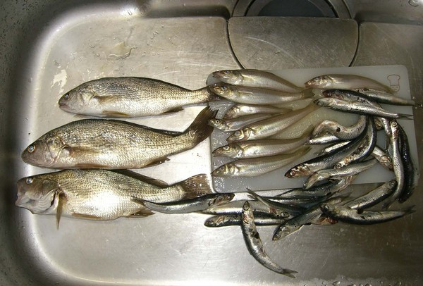 �����Ȃ����`�@�`TEAM�@G1�ENPO�`