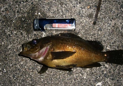 �����Ȃ����`�@�`TEAM�@G1�ENPO�`