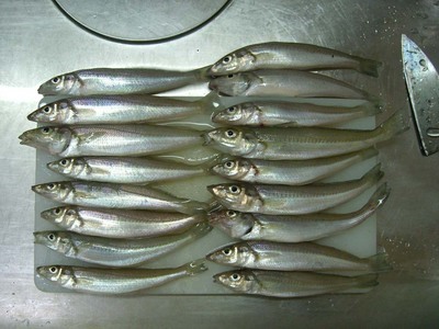 �����Ȃ����`�@�`TEAM�@G1�ENPO�`