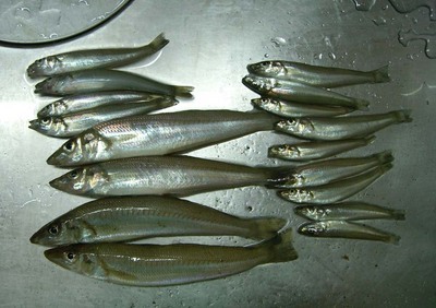 �����Ȃ����`�@�`TEAM�@G1�ENPO�`