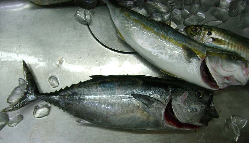 �����Ȃ����`�@�`TEAM�@G1�ENPO�`