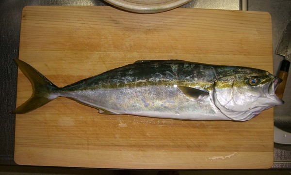 �����Ȃ����`�@�`TEAM�@G1�ENPO�`