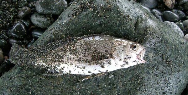 �����Ȃ����`�@�`TEAM�@G1�ENPO�`