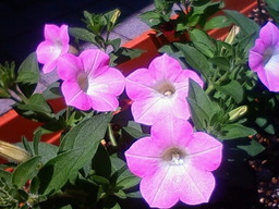 �В��̂Ԃ₫