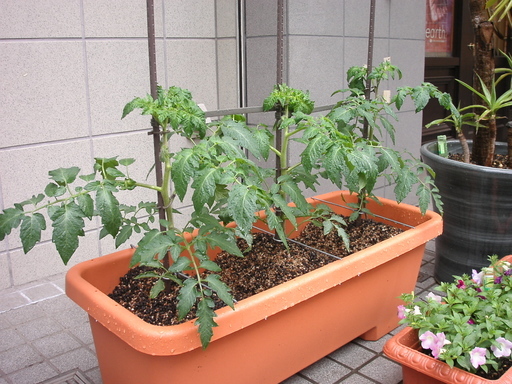 �В��̂Ԃ₫