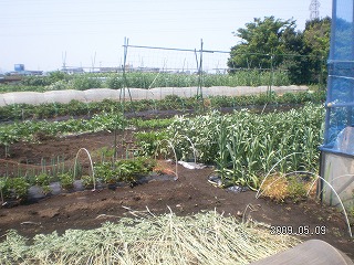 �В��̂Ԃ₫