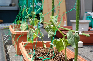 �В��̂Ԃ₫