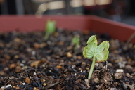 �В��̂Ԃ₫