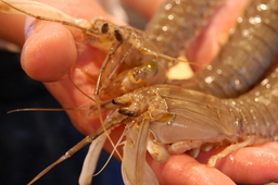 �В��̂Ԃ₫