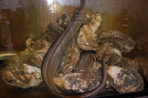 �В��̂Ԃ₫