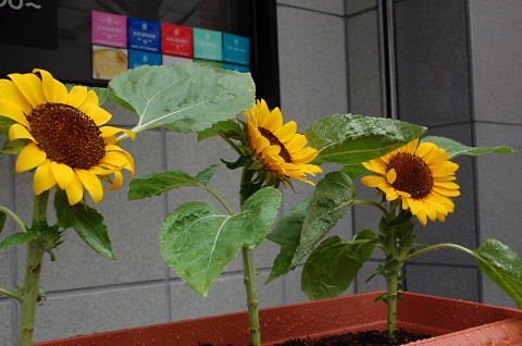 �В��̂Ԃ₫