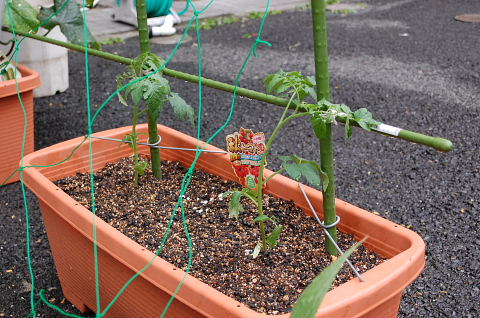 �В��̂Ԃ₫