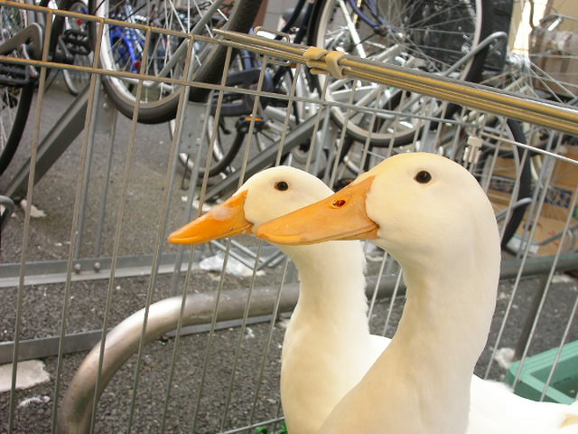 �В��̂Ԃ₫