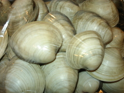 �В��̂Ԃ₫