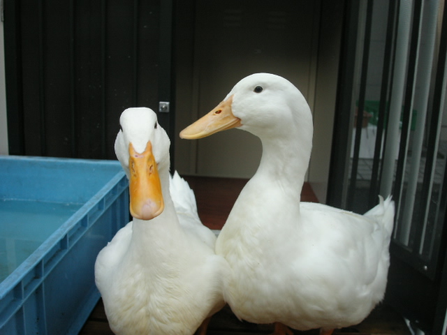 �В��̂Ԃ₫