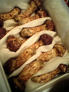 �В��̂Ԃ₫