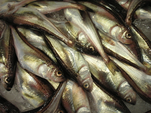 �В��̂Ԃ₫