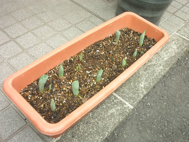 �В��̂Ԃ₫