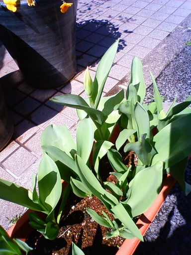 �В��̂Ԃ₫