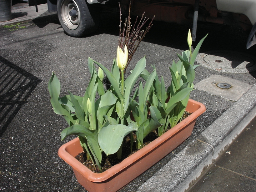 �В��̂Ԃ₫