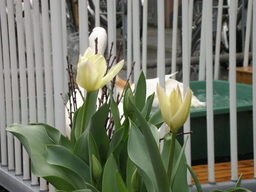 �В��̂Ԃ₫