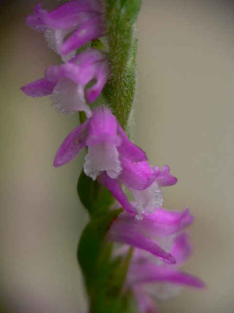 ���낢��t�H�g