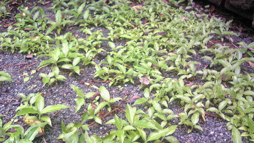 ���낢��t�H�g