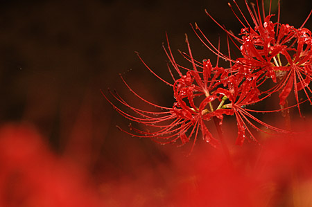 ���낢��t�H�g