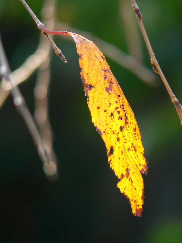 ���낢��t�H�g