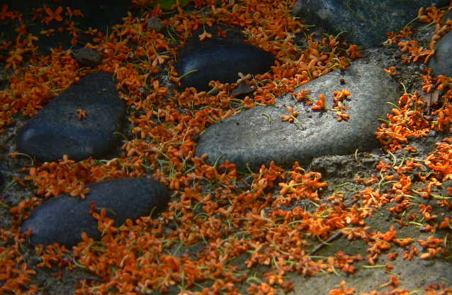 ���낢��t�H�g