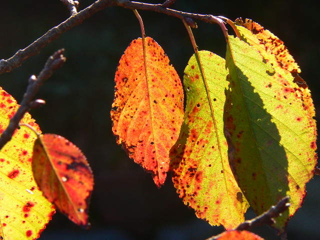 ���낢��t�H�g