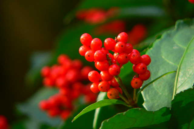 ���낢��t�H�g