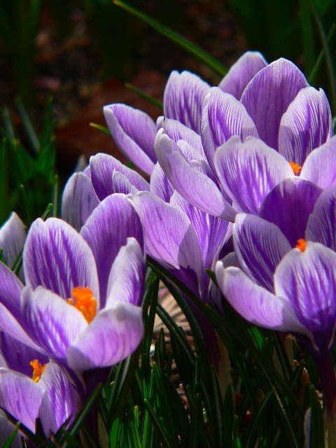 ���낢��t�H�g