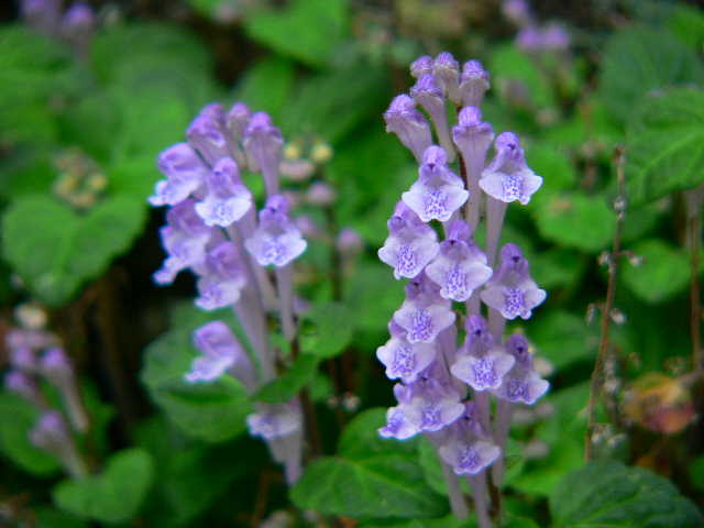 ���낢��t�H�g