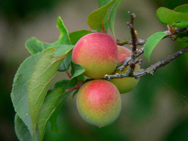 ���낢��t�H�g